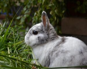 Kaninchen frisst Wiese
