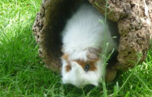 Meerschweinchen