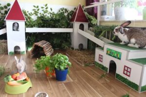 Wohnungshaltung Kaninchen