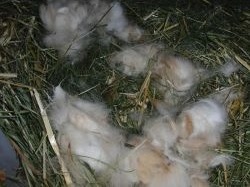 Nest eines scheinschwangeren Kaninchens