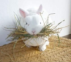 Kaninchen ist scheinträchtig